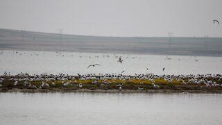 Turistlere Seyfe Gölü'ndeki martıların görsel şovuna davet 
