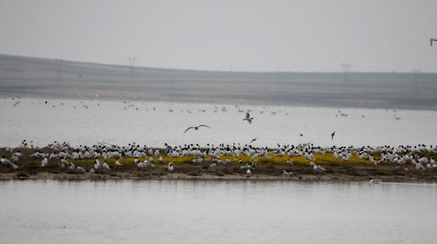 Turistlere Seyfe Gölü'ndeki martıların görsel şovuna davet 