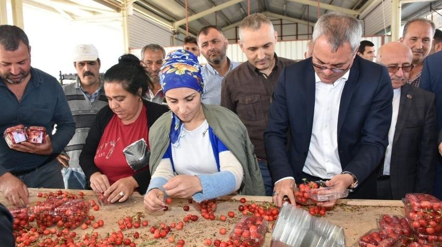 Vali Deniz kiraz hasadı yaptı