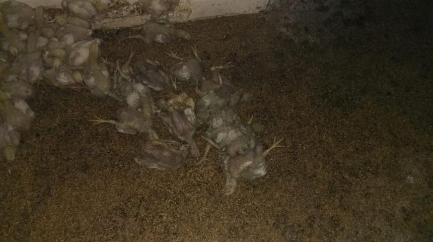 Yangında binlerce civciv telef oldu