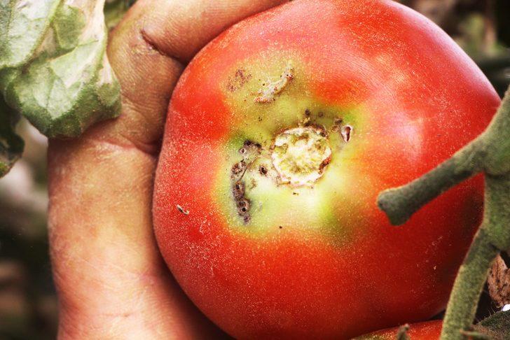 Antalya'da 'tuta' alarmı! 10 yıldır bu sorunu çözmeye çalışıyorlar ama...  G2