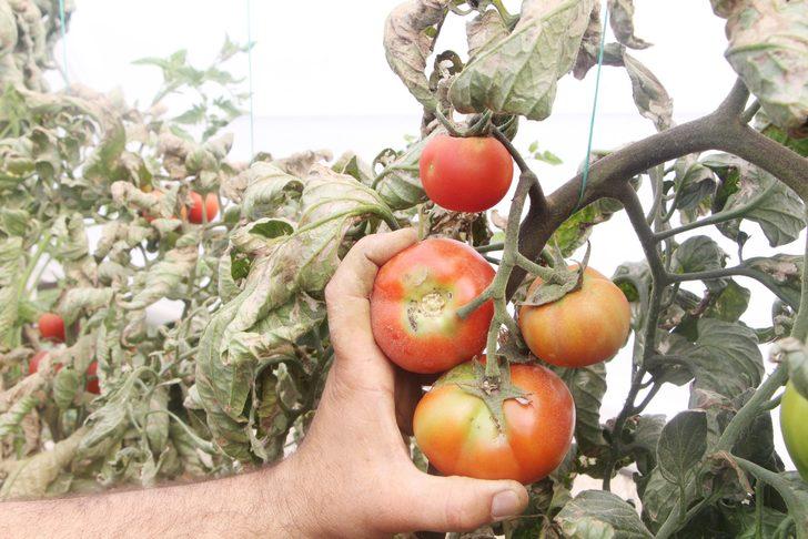 Antalya'da 'tuta' alarmı! 10 yıldır bu sorunu çözmeye çalışıyorlar ama...  G3