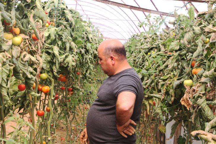 Antalya'da 'tuta' alarmı! 10 yıldır bu sorunu çözmeye çalışıyorlar ama...  G4