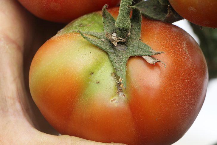 Antalya'da 'tuta' alarmı! 10 yıldır bu sorunu çözmeye çalışıyorlar ama...  G5