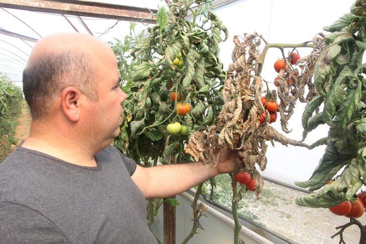 Antalya'da 'tuta' alarmı! 10 yıldır bu sorunu çözmeye çalışıyorlar ama...  G1