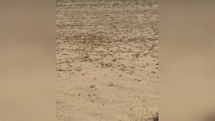 Suudi Arabistan'ı çekirgeler bastı! Korkutan görüntü G2