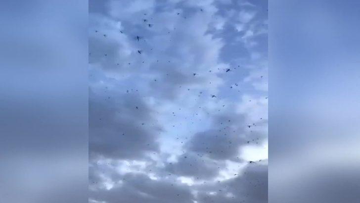 Suudi Arabistan'ı çekirgeler bastı! Korkutan görüntü G3