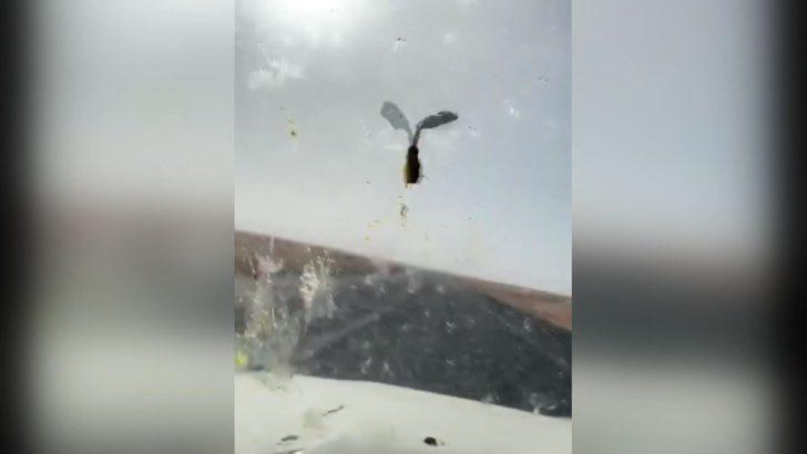 Suudi Arabistan'ı çekirgeler bastı! Korkutan görüntü G4