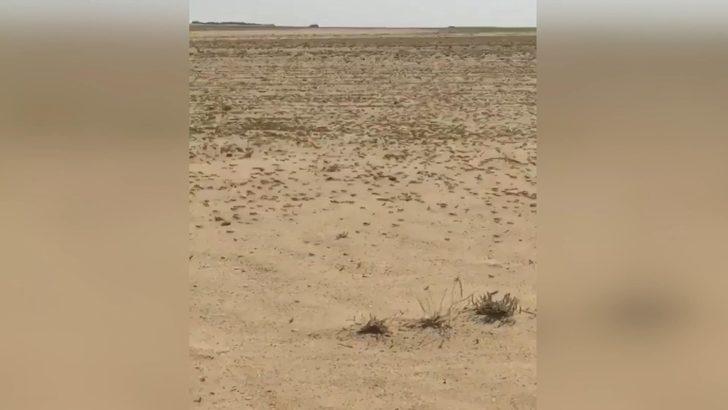 Suudi Arabistan'ı çekirgeler bastı! Korkutan görüntü G1