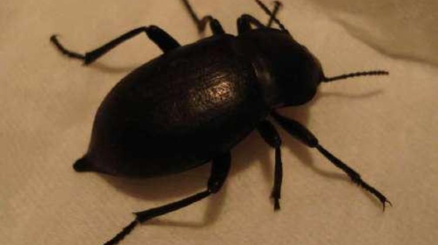 Şanlıurfa'da kara b&ouml;cek istilası!