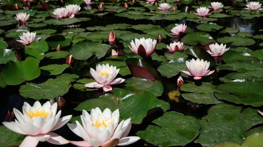 Antik Mısır'ın Lotusu: Nil&uuml;fer