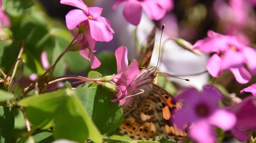 Sinop&rsquo;ta kelebek istilası