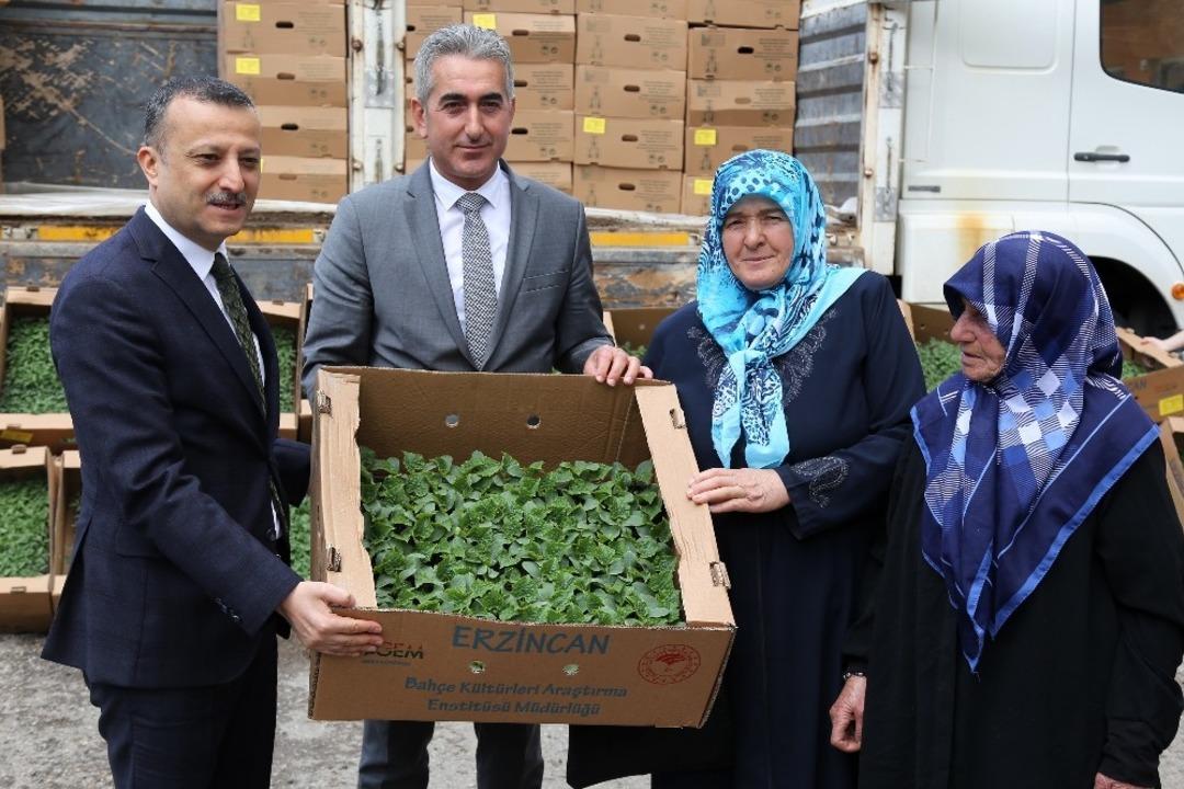 G&uuml;m&uuml;şhane&rsquo;de &ccedil;ift&ccedil;ilere 145 bin adet domates ve salatalık fidesi dağıtıldı