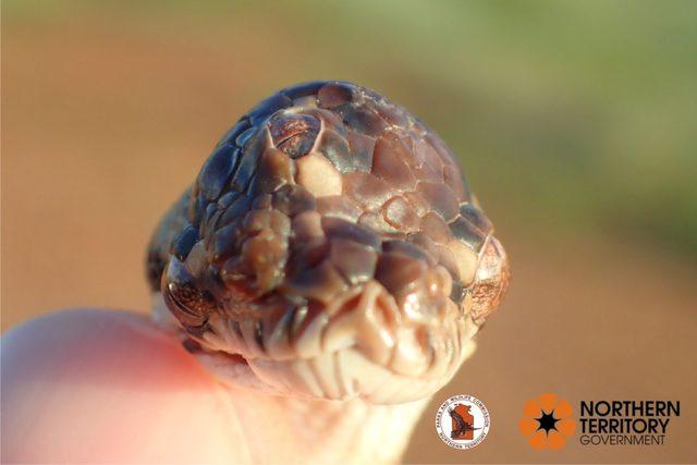 a011e012-three-eyed-snake-clean-resized-2