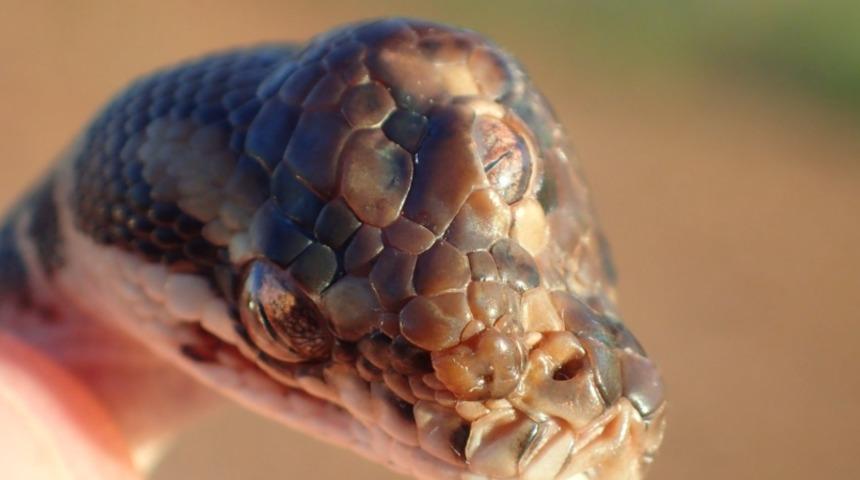 Avustralya'da keşfedildi! 3 g&ouml;zl&uuml; yılanın fotoğrafını g&ouml;r&uuml;nce... 