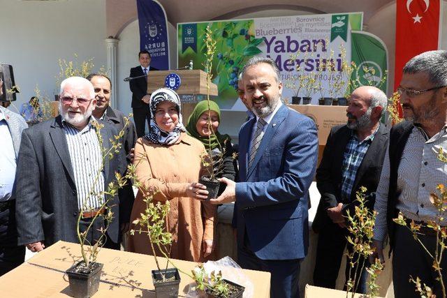 Çiftçi yaban mersini ile kalkınıyor