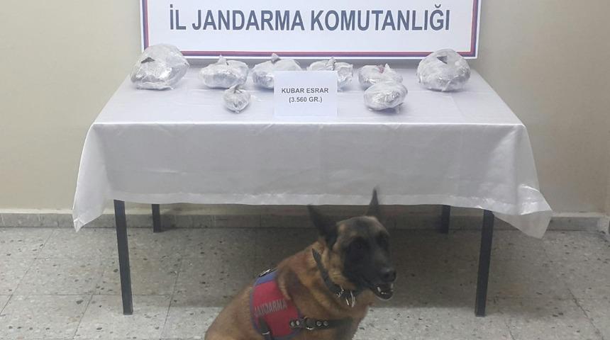 Zula da ki uyuşturucusu Jandarma köpeği buldu