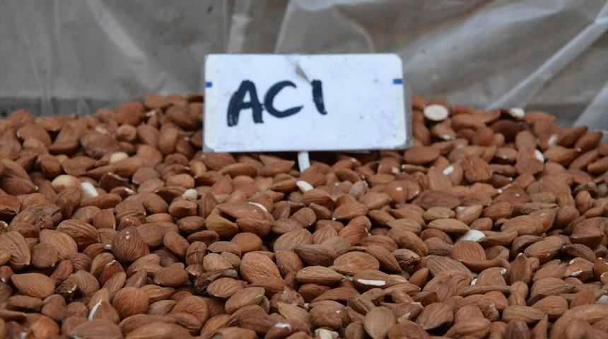 Tam 7 yıl sürdü! Acısının kanserli hücreleri öldürdüğü kanıtlandı