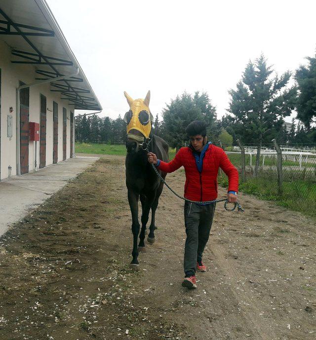 İcradan satılık yarış atına, ikinci ihalede de alıcı çıkmadı