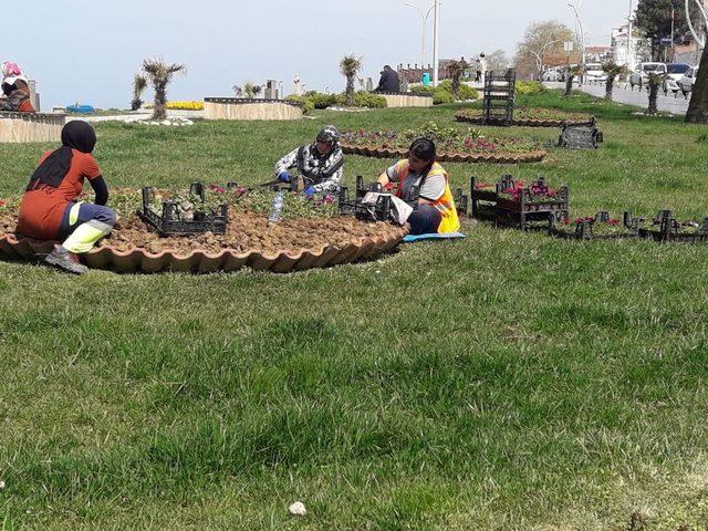 Tatil beldesi Akçakoca’da parklar mevsimlik  çiçeklerle süsleniyor