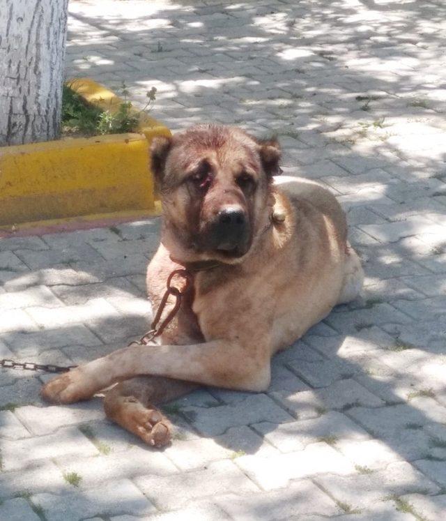 Köpek Dövüşü Arenasına Jandarma Baskını