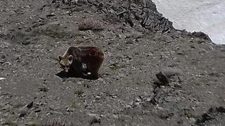 Görenler inanamadı! Şehre indiler