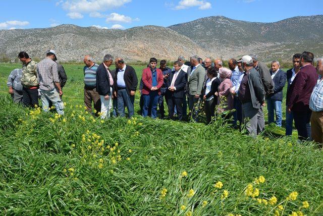 Korkuteli’de İtalyan Çimi hasadı