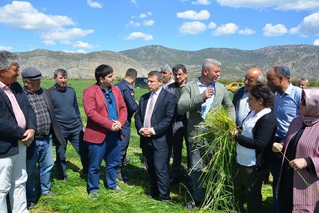 Korkuteli’de İtalyan Çimi hasadı