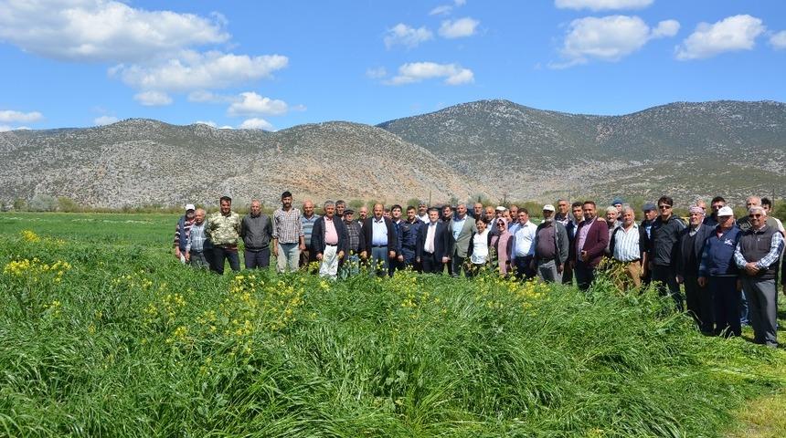 Korkuteli&rsquo;de İtalyan &Ccedil;imi hasadı