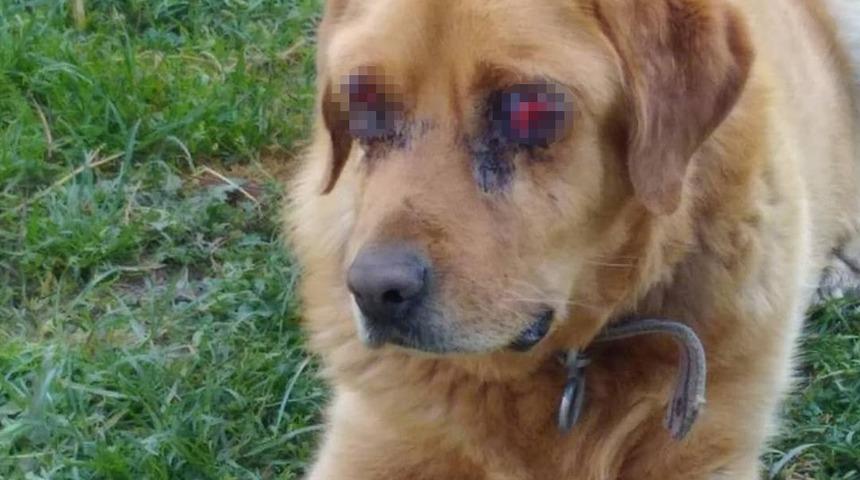 Bir vahşet de Tokat'ta! K&ouml;peğin g&ouml;zlerini oymuşlar