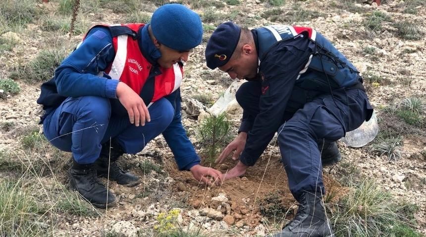 Boğazlıyan&rsquo;da jandarma fidan dikti