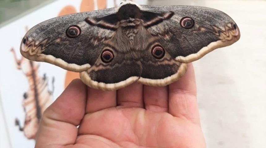 Osmancık&rsquo;ta dev kelebek g&ouml;renleri şaşırttı