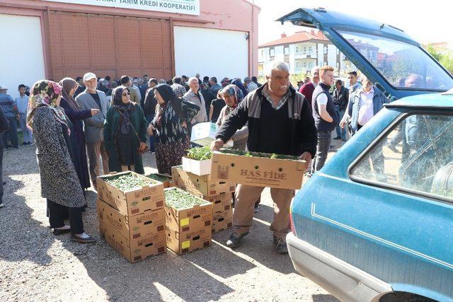 Aksaray’da Ziraat Odası çiftçilere 500 bin fide dağıttı