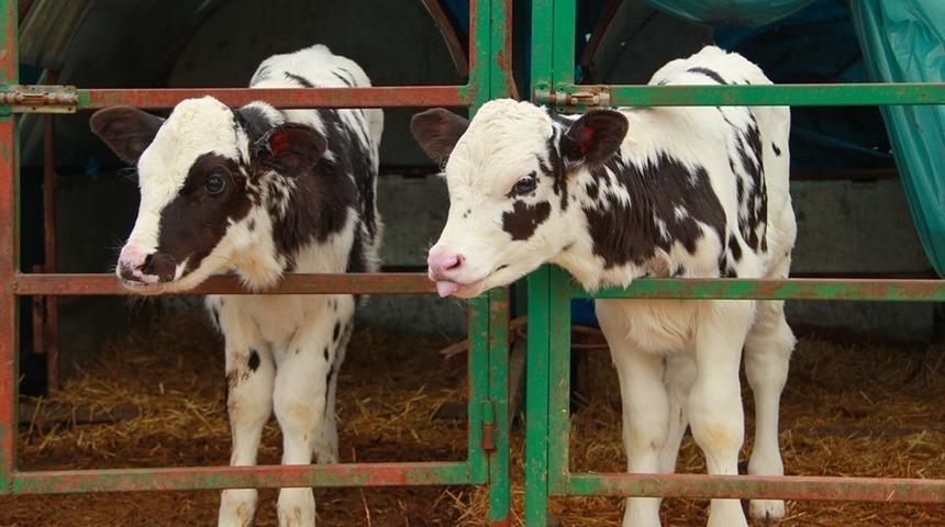 Osmaniye’de buzağı desteklemesi ikinci dönem başvuruları başladı