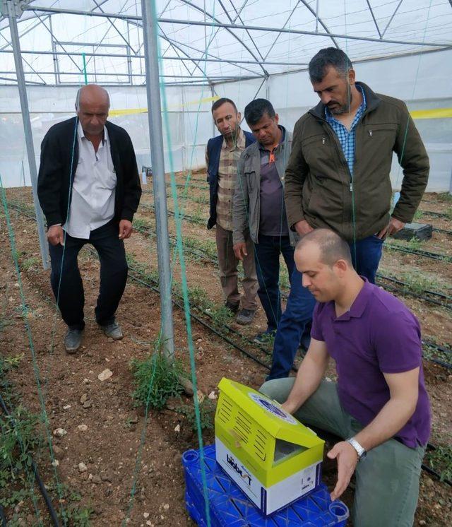 Beyşehir’de seralarda yararlı böcek ve arıyla domates üretimi