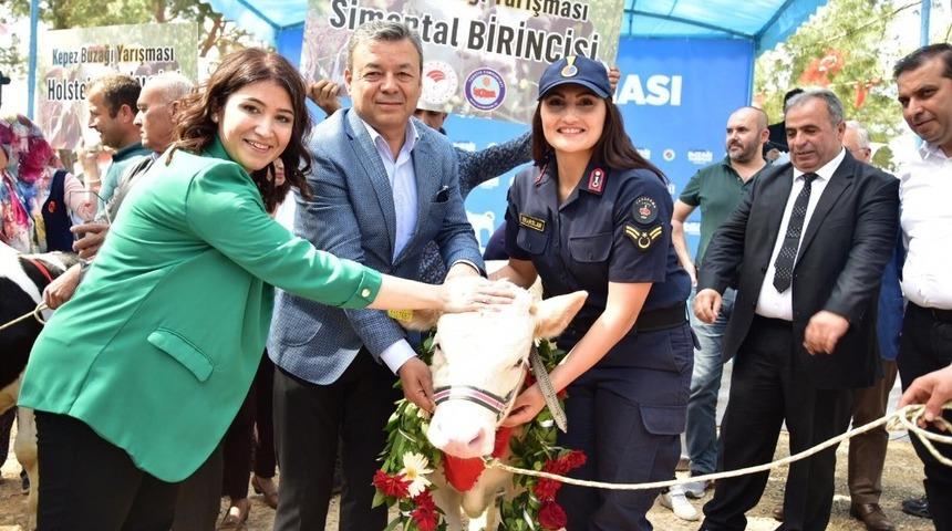 Kepez en g&uuml;zel buzağısını se&ccedil;ti