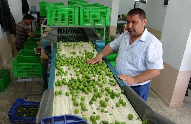 İncirliovalı erik üreticisi fiyattan memnun ancak rekolte düşük