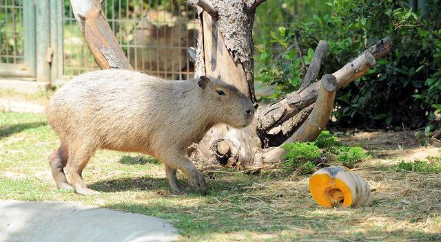 Hayvanat bahçesinde kapibaralara yoğun ilgi