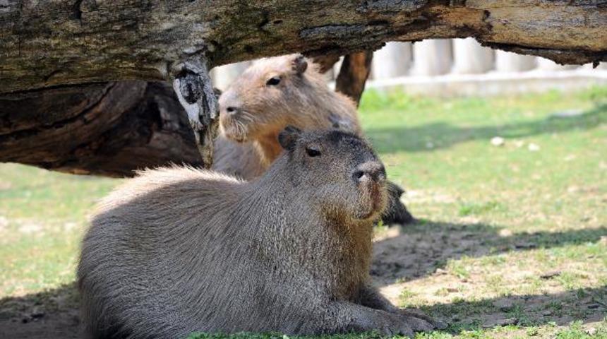 Gören hayrete düşüyor! Kapibaralara yoğun ilgi