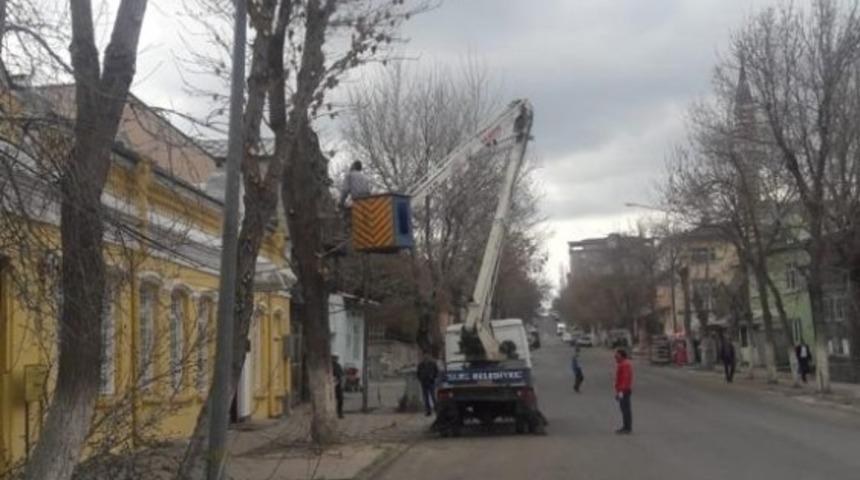 Kars Belediyesi ağa&ccedil;ları budama ve bakım &ccedil;alışması başlattı