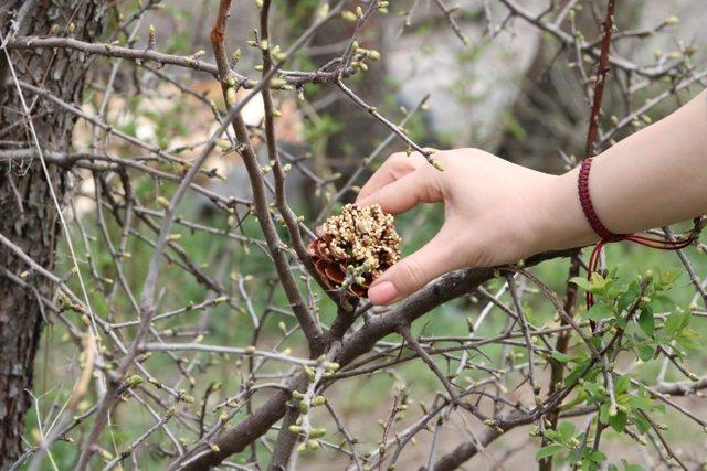 Kuşlar için kozalaktan yemlik yaptılar