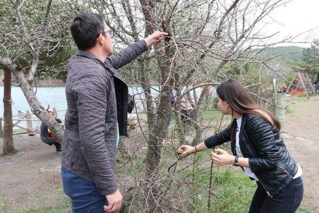 Kuşlar için kozalaktan yemlik yaptılar