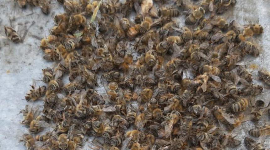 Milyonlarcası telef oldu! '&Ouml;nlem alınmazsa...'