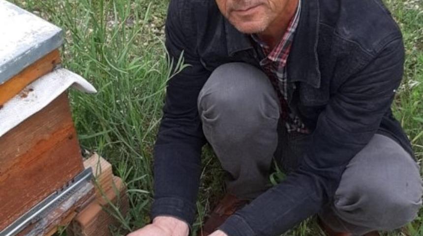 Aydın&rsquo;da arı &ouml;l&uuml;mleri devam ediyor