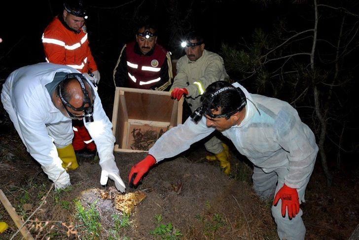 Amasya’nın akciğerlerini kırmızı karıncalar koruyacak G1