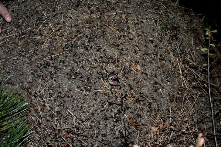 Amasya’nın akciğerlerini kırmızı karıncalar koruyacak G2