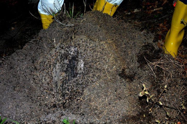 Amasya’nın akciğerlerini kırmızı karıncalar koruyacak G3