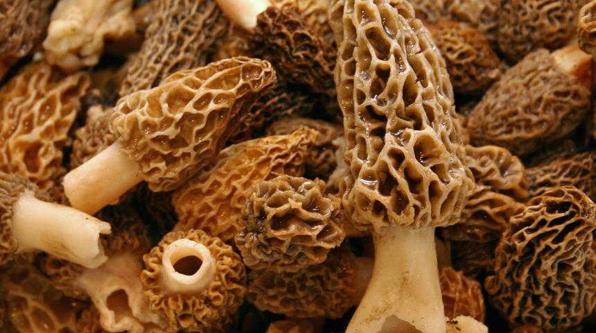 Lezzeti de faydası da büyük! Bulmak için 20 kilometre yürüyorlar