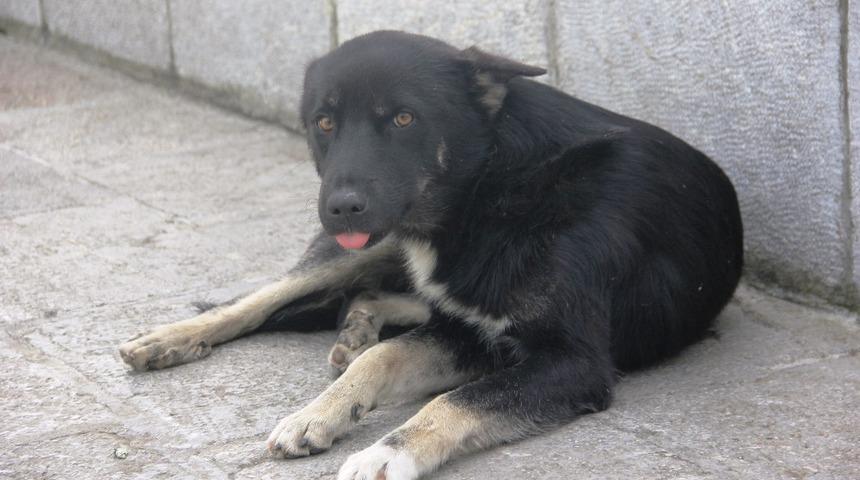 Yaban hayvanları havadan kuduza karşı aşılanıyor