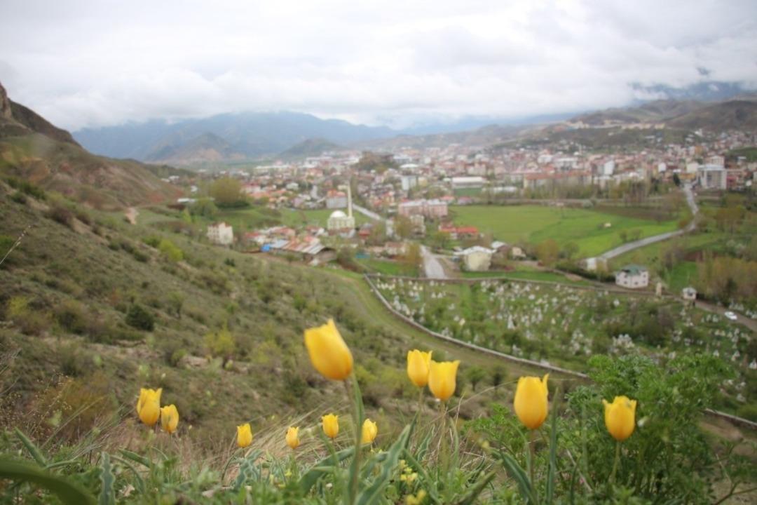 Sarı Kırmızı Laleler b&uuml;y&uuml;l&uuml;yor